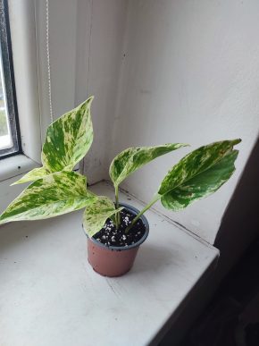 Šplhavnice / epipremnum / pothos marble queen #1