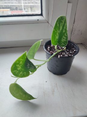 Scindapsus pictus Argyraeus #2
