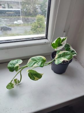 Větší Šplhavnice / epipremnum / pothos N'joy #1