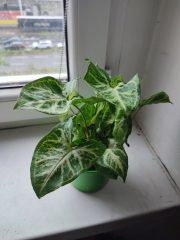 IMG_20250522_180207.jpg