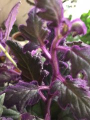 IMG_9098.jpeg
