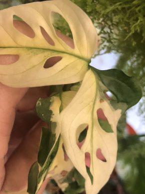 Monstera Adansoniii variegata albo - řizek s kořeni .