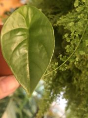 IMG_9087.jpeg
