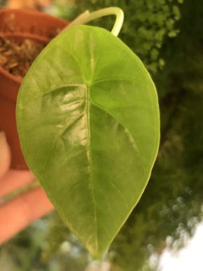 Alocasia  Sinuata - baby rostlina.
