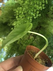 IMG_9088.jpeg
