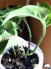 IMG_9069.jpeg
