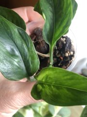 IMG_9073.jpeg