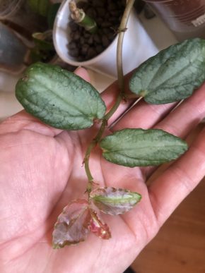 Pillionia Repens- čerstvý řizek .
