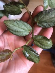 IMG_9056.jpeg