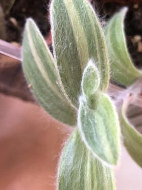 Tradescantia Velvet Hill variegata - baby rostlina .