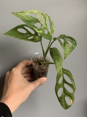 Monstera adansonii Indonesian Marble