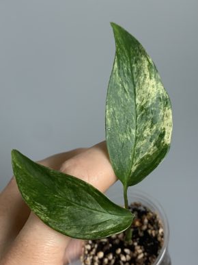 Monstera laniata Albo variegata