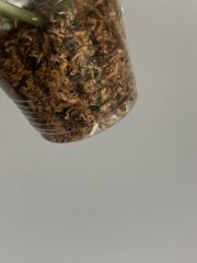 IMG_3004.jpeg