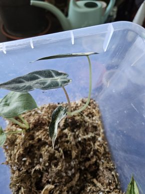 Alocasia bambino pink