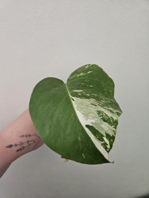 Mostera albo variegata