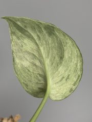 IMG_3039.jpeg