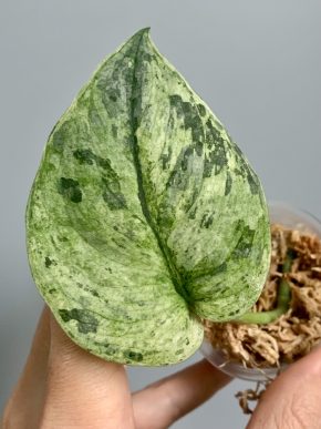 Scindapsus Dark Silver Cloud variegatus