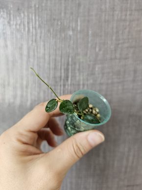 Hoya pulleana