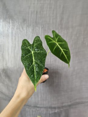 Alocasia Frydek