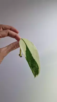 Philodendron Domesticum Variegata