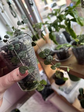 Ceropegia Woodii