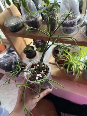 Rhipsalis Campos-portoana