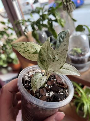 Epipremnum pinnatum marble