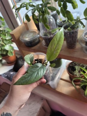 Epipremnum Cebu Blue