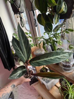 Stromanthe Triostar