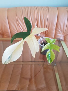 Philodendron Florida Beauty