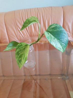 Epipremnum Marble QUEEN   - vrcholový  již kořenící řízek