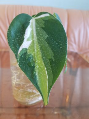 Philodendron Cream Splash - kořenící řízek již s aktivním růstovým bodem