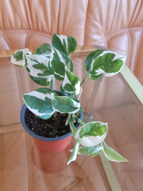 Epipremnum N'joy