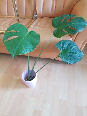 Monstera Deliciosa - krásný kořenící vrcholový řízek výška 62 cm