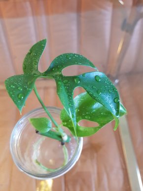 Rhaphidophora tetraspermum - Monstera Minima  kořenící řízek již s aktivním růstový bodem