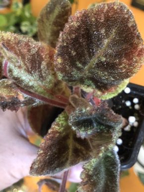 Episcia Emerald Velvet - čerstvý řizek .