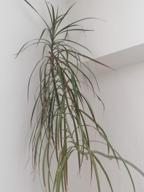 Dracena