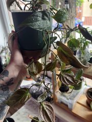 IMG_7363.jpeg