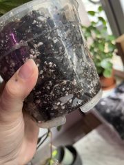 IMG_7366.jpeg
