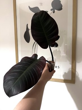 🖤 Philodendron Black Cardinal 🖤