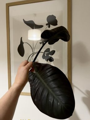 🖤 Philodendron Black Cardinal 🖤