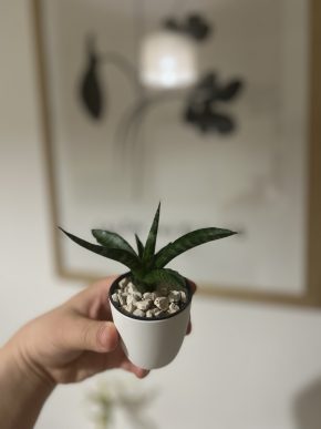 🌸 Baby Sansevieria Triostar 🌿
