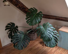 Monstera