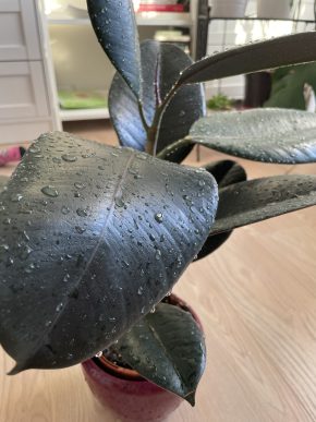 Ficus elastica „Abidjan“