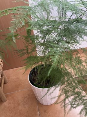 Asparagus setaceus