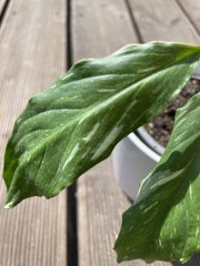 IMG_3658.jpeg