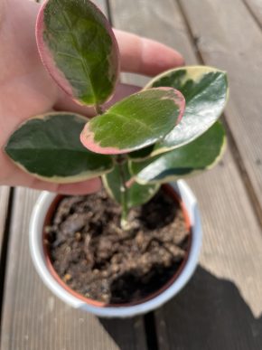 Hoya australis "Lisa"