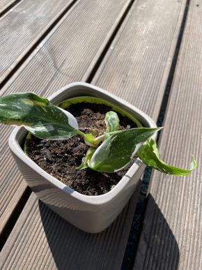 Philodendron white princess