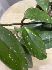 IMG_4094.jpeg