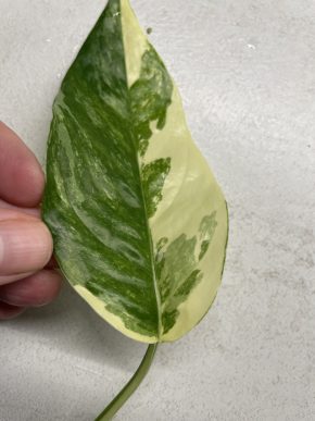 Epipremnum Pinnatum Albo Variegated